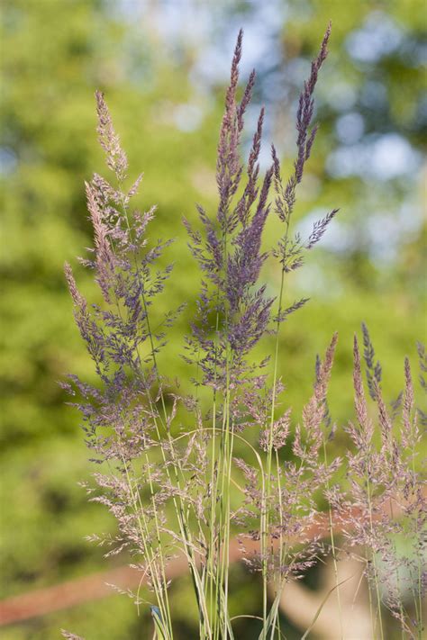 Its cultivar 'karl foerster' has gained the royal horticultural society's award of garden merit. Calamagrostis 'Overdam' - smlz | SlovenskeTrvalky.sk