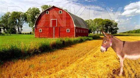 Learn Real Farm Animal Sounds With Surprise Time Real Animal Sound