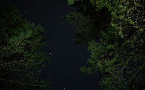 Download Wallpaper 1680x1050 Trees Starry Sky Night Stars Darkness