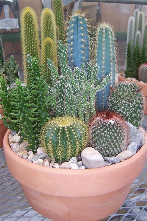 Suculenti Mini Cactus Garden Succulents Cactus Plants