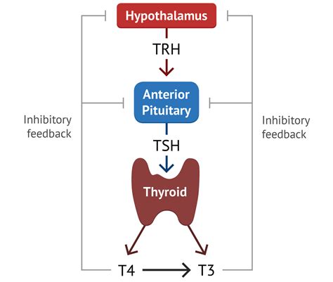 Thyroid Gland Hormones And Functions