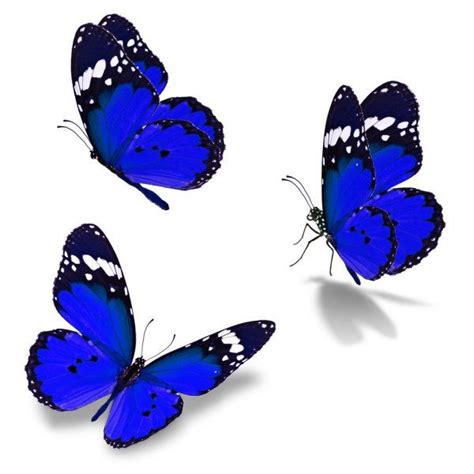 Três borboleta monarca — Imagem de Stock em 2021 | Borboleta monarca, Borboleta, Monarca