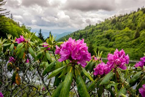Did You Know The Smoky Mountains Is Home To Over 1500 Different Kinds