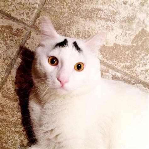 Sam The Cat With Worried Eyebrows Becomes An Internet Sensation