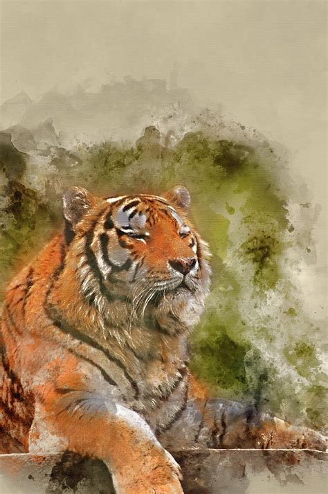 Watercolor Painting Of Beautiful Tiger Relaxing On Warm Day Photograph