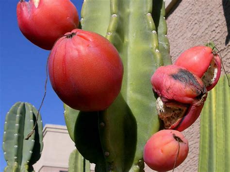Cereus Repandus Peruvian Apple Cactus World Of Succulents