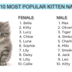 Names for black and white male cats. #Cats #Top #10 #names #Kittens #Babies #Popular #Pets ...