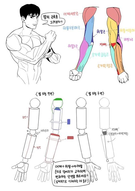 The Arm And Leg Muscles Are Shown In Different Colors