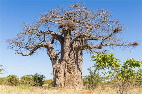 top things to do in limpopo south africa