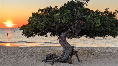 Caribbean Photo Of The Week A Tree Grows In Aruba