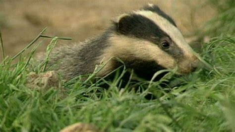 Badger Culls Given Go Ahead In Gloucestershire Bbc News