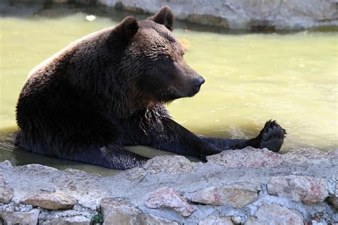Bear Predator Animal Brown · Free Photo On Pixabay
