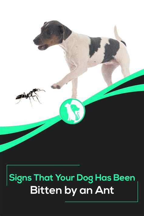 Signs That Your Dog Has Been Bitten By An Ant How To Treat In 2021
