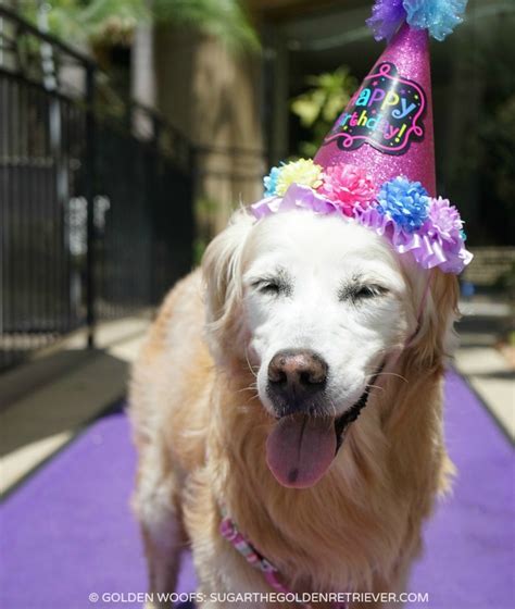 Sold by tekcom shop usa. 15 Ways to Celebrate Your Dog's Birthday - Golden Woofs