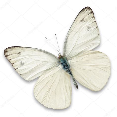 White Butterfly ⬇ Stock Photo Image By © Thawats 57696377