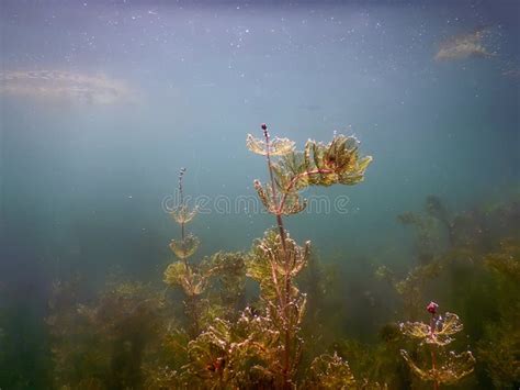 Underwater Freshwater Flora Rivers Lakes Pond Surface Stock Photo