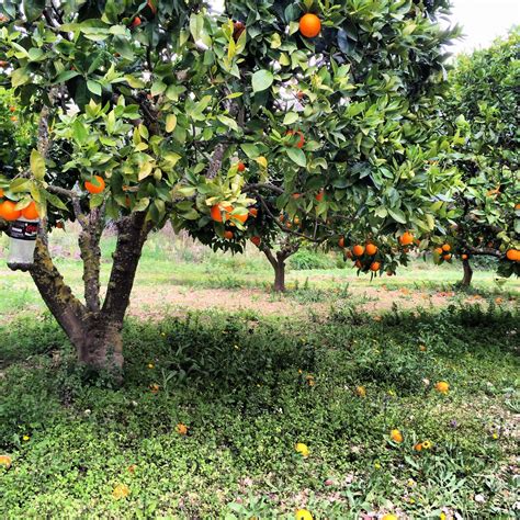 Naranjos Mallorca Grapes Beautiful Fruit