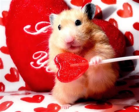 Cute Valentines Day Funny Animals Funny Animals