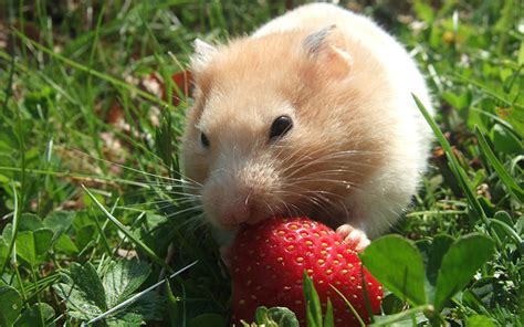 Hey pet parents & pet lovers, it's very important to know what your pet can and can't eat so, to bring a bit more awareness to proper hamster care here's the question i pose this week… can hamsters have bananas? Can Hamsters Eat Strawberries - Pet Food Safety