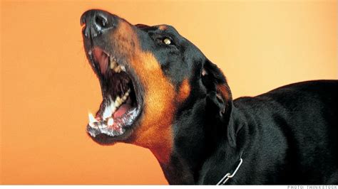 Dog bytes computers, inc., gainesville, fl. Postal Service ranks worst dog bite cities - May. 15, 2013
