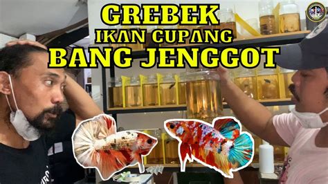 Grebek Galeri Ikan Cupang Bang Jenggot Youtube