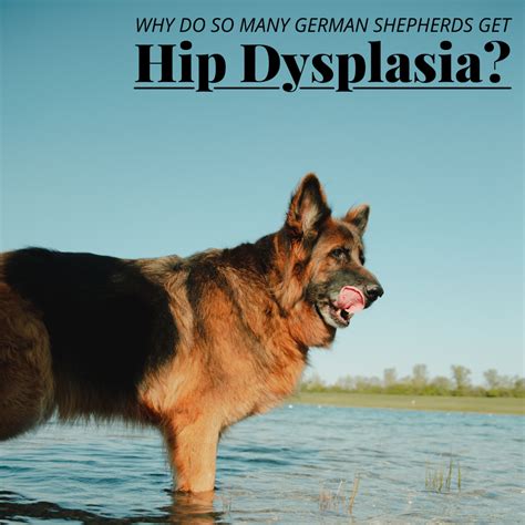 Hip Dysplasia In German Shepherds Pethelpful