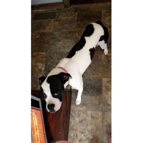Male year and half full blooded white boxer completely housebroken listens very well knows sit lay down and shake not recommended for kids that. Boxer puppy female in Columbus , Ohio - Puppies for Sale ...