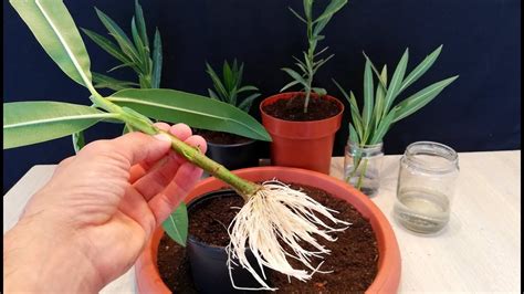 How To Grow Oleander From Cutting Youtube
