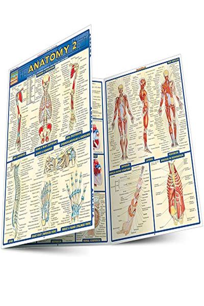 Anatomy 2 Quick Study Academic By Inc Barcharts Quickstudy