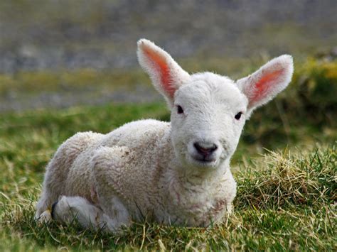 Filecheviot Lamb On The Isle Of Lewis Wikimedia Commons