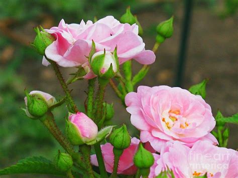 Pale Pink Groundcover Roses Photograph By Margaret Newcomb Fine Art