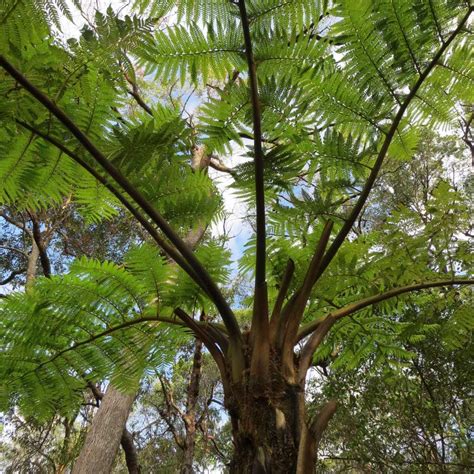 City Farm Tree Ferns Rainbow Beach Community News