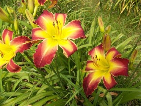 See more ideas about wild mustangs, wild, horses. Daylily Heavenly Hidden Treasure | Day lilies, Plants, Heaven