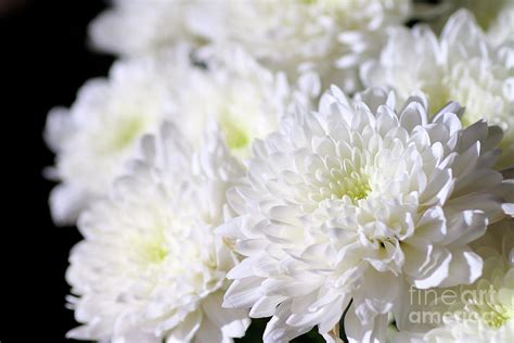 White Chrysanthemum Flower Photograph By Gregory Dubus Pixels