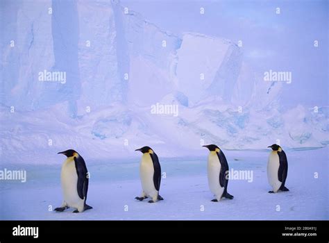 Antarctica Riiser Larsen Ice Shelf Emperor Penguins Walking On Fast