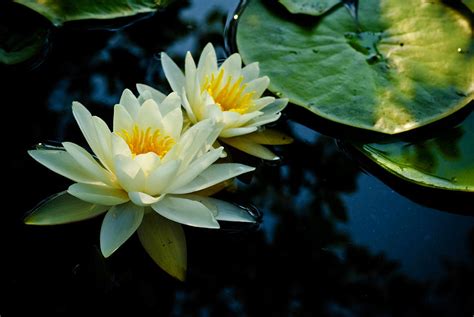 White Water Lilies Photograph By Louis Dallara Fine Art America