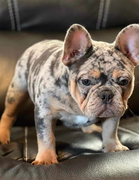 Blue Merle French Bulldog For Sale Blue Merle Frenchie Puppies