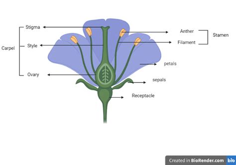Draw A Labelled Diagram Of The Longitudinal Section Of A Flower Edumarz