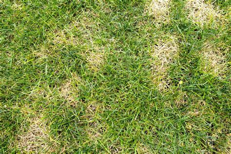 How To Identify Common Florida Lawn Disease Pearce Lawn Care