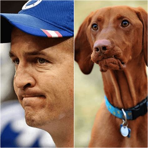 Here Are 15 Dogs Who Look Like Peyton Manning Barkpost