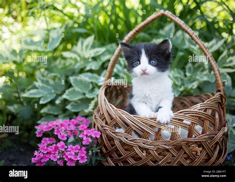 Small Cute One Month Old Black And White Kitten Looks Out Of A Large