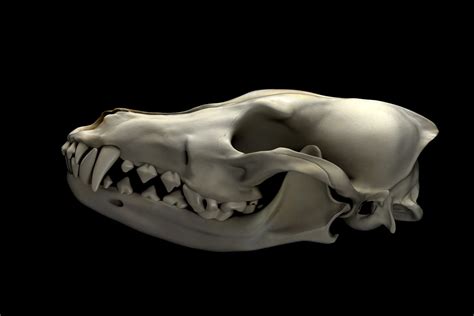 Coyote Skull Vs Wolf Skull