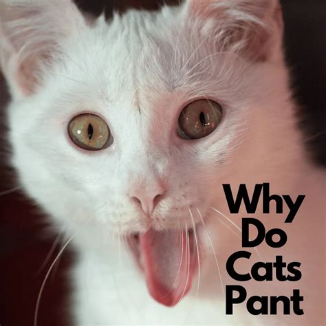 Why Do Cats Pant The Feline World