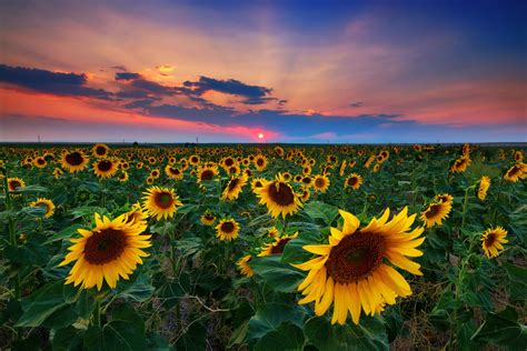 Sunflower Hd Wallpaper