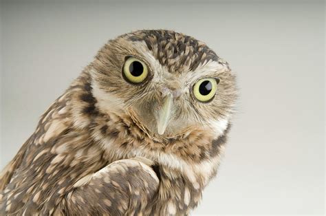 A Burrowing Owl Athene Cunicularia Photograph By Joel Sartore