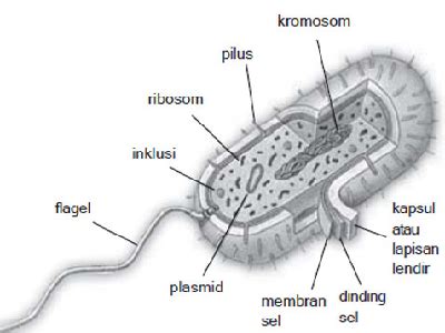 Struktur Bakteri Dan Fungsinya Gambaran