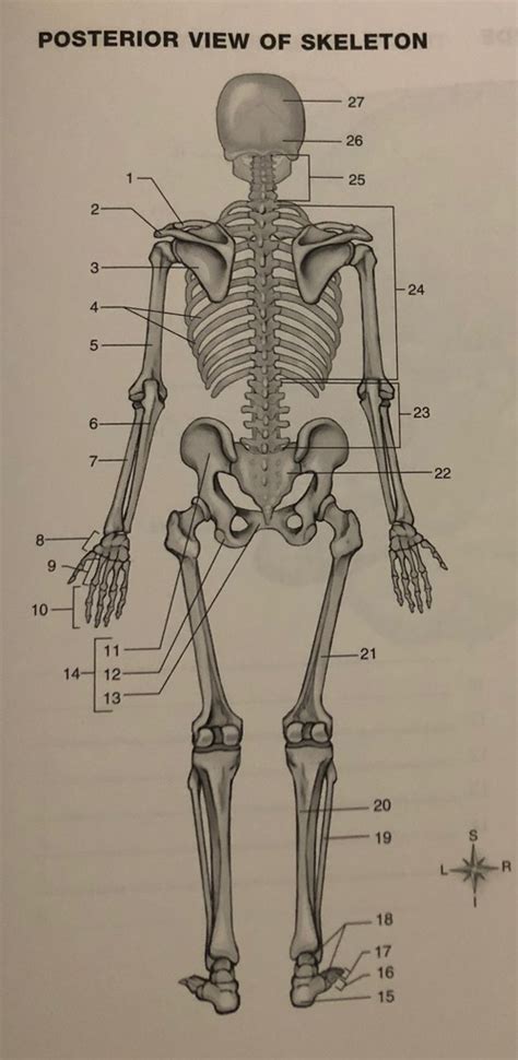 Bone Labeling Posterior Skeleton 22 27 Diagram Quizlet