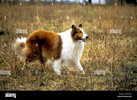 Lassie 1994 Hi Res Stock Photography And Images Alamy