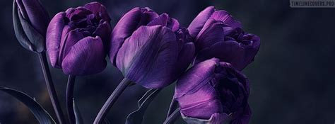 Purple Tulips Flowers Facebook Cover