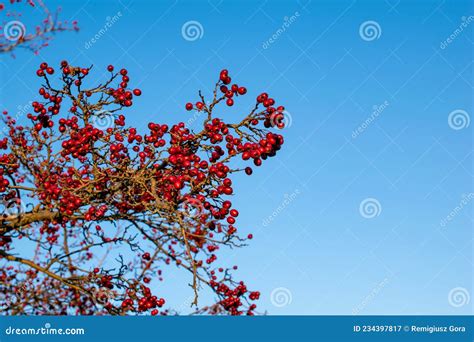 Hawthorn Tree The Fruits Of Autumn Hawthorn Stock Image Image Of